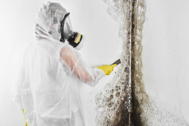 Best Black Mold Remediation in Jackson, AL