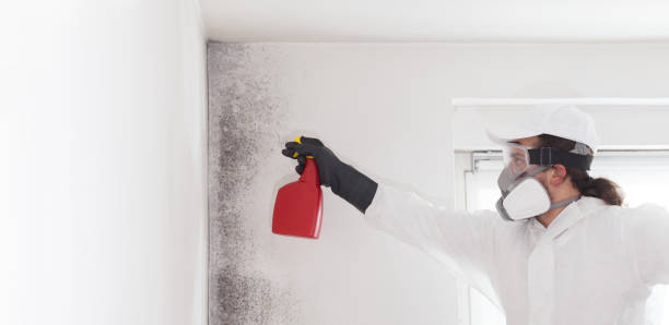 Best Post-Flood Mold Remediation in Jackson, AL
