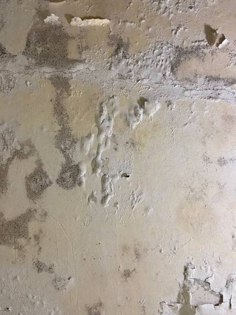 Best Mold Testing and Inspection Services in Jackson, AL