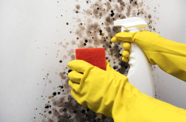Best Basement Mold Remediation in Jackson, AL