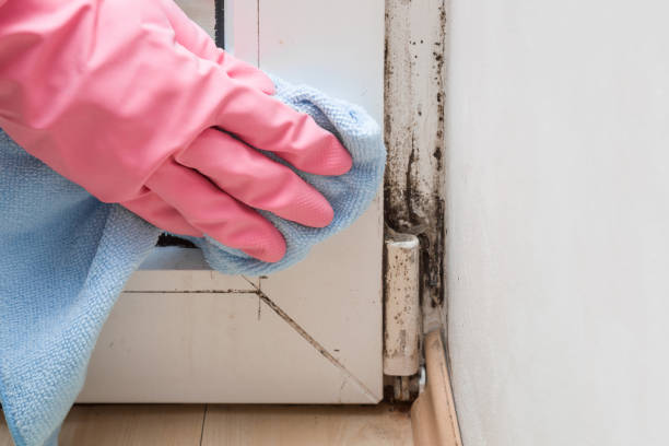 Best Industrial Mold Remediation in Jackson, AL